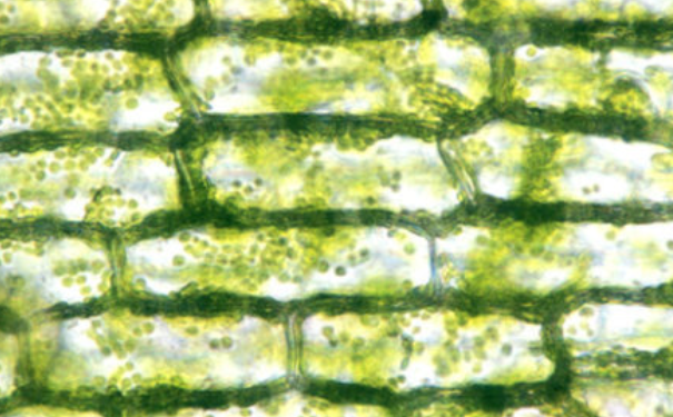 藻類(lèi)細(xì)胞葉綠體